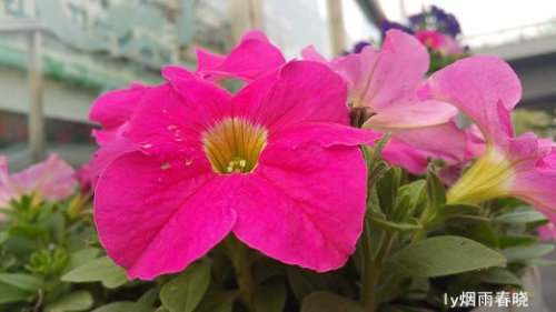 关注美好 远离路怒症作文