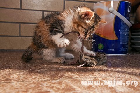 梦见打老鼠是什么意思