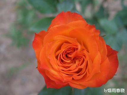 月季盛放 最是那一抹动人的妩媚作文