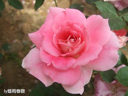 月季盛放 最是那一抹动人的妩媚作文