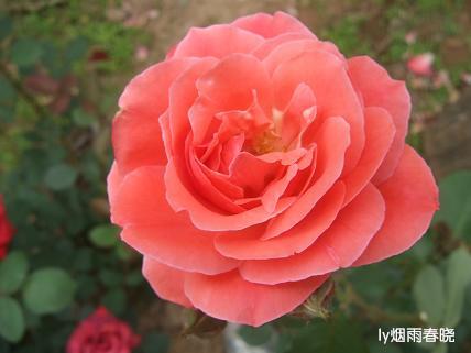 月季盛放 最是那一抹动人的妩媚作文