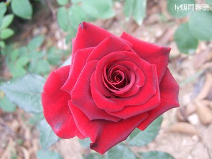 月季盛放 最是那一抹动人的妩媚作文