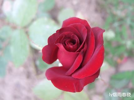 月季盛放 最是那一抹动人的妩媚作文