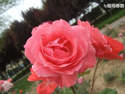 月季盛放 最是那一抹动人的妩媚作文