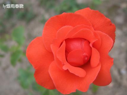 月季盛放 最是那一抹动人的妩媚作文