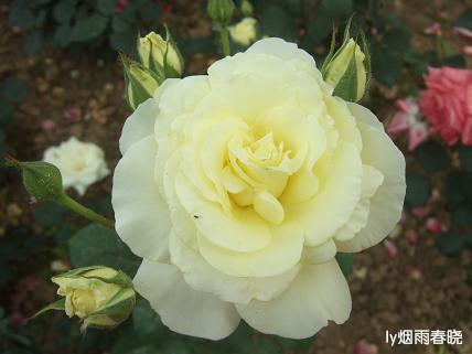 月季盛放 最是那一抹动人的妩媚作文