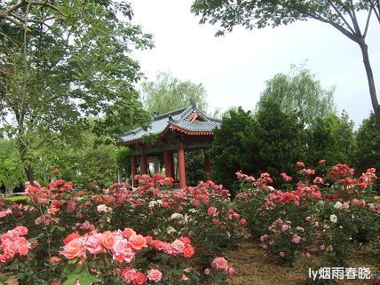 月季盛放 最是那一抹动人的妩媚作文