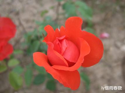 月季盛放 最是那一抹动人的妩媚作文