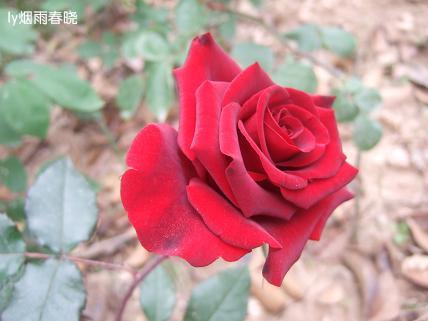 月季盛放 最是那一抹动人的妩媚作文