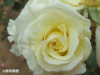 月季盛放 最是那一抹动人的妩媚作文