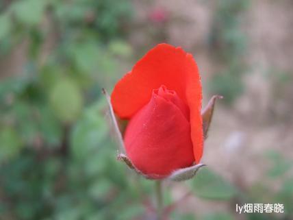 月季盛放 最是那一抹动人的妩媚作文