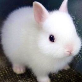 Ȥ(޸ģ