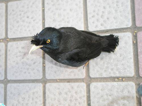 “八哥”记作文