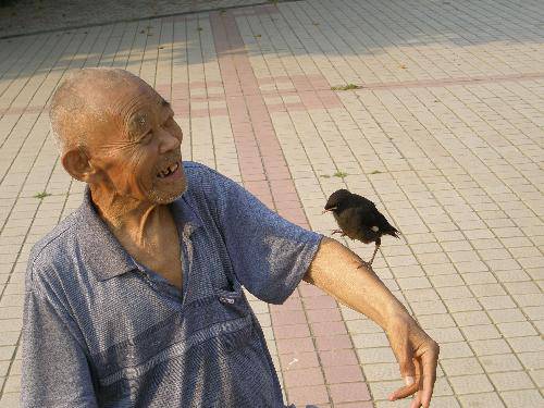 “八哥”记作文