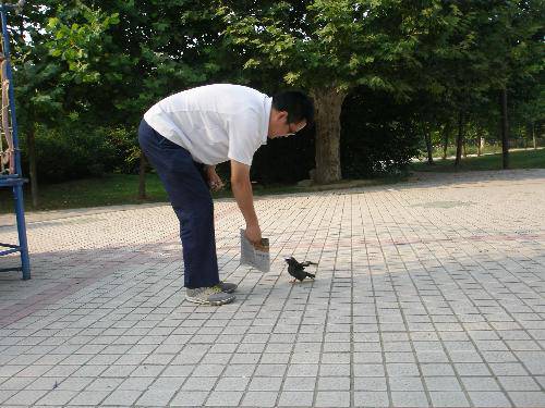 “八哥”记作文