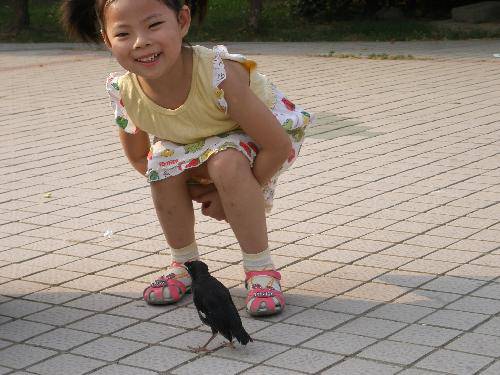 “八哥”记作文