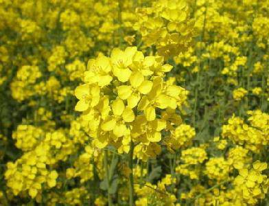 遍地金黄为我开(附图)作文