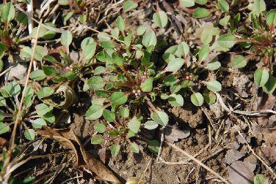 用自己的眼睛寻找春天作文