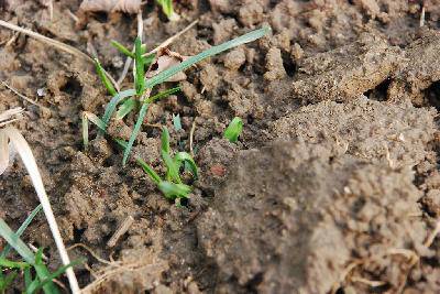 用自己的眼睛寻找春天作文