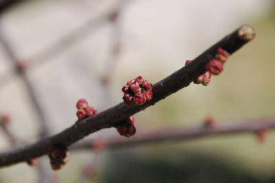 用自己的眼睛寻找春天作文