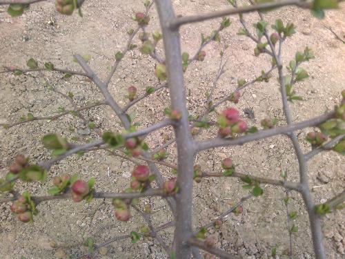 静候花开(观察日记)作文