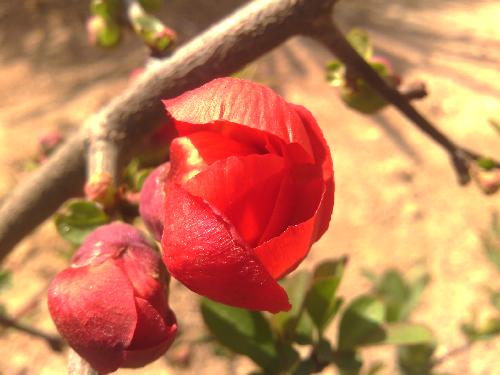 静候花开(观察日记)作文