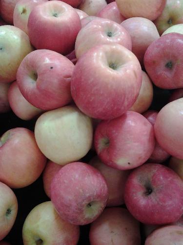 我的发现——苹果的奥秘作文