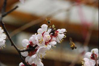 【科普】看一看,比一比,查一查作文