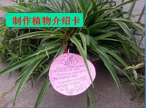 优美环境催生好习惯作文