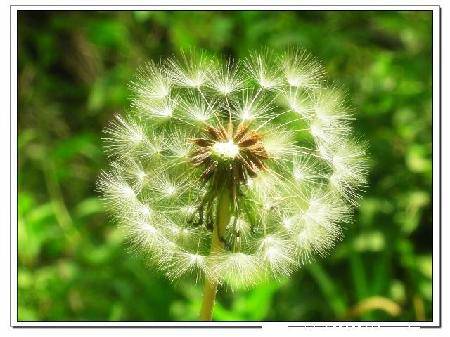 蒲公英的约定(诗附图)作文