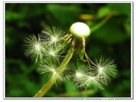 蒲公英的约定(诗附图)作文