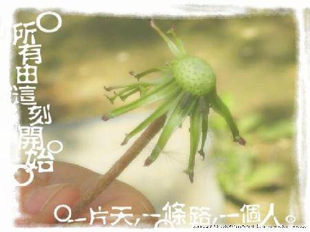 蒲公英的约定(诗附图)作文