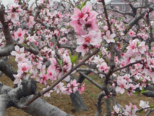 在那桃花盛开的地方(文苑征文“走进春天深处”)作文