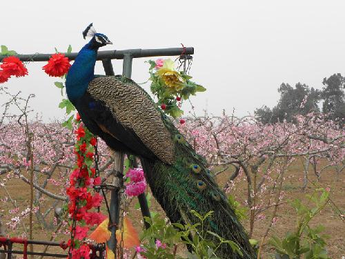 在那桃花盛开的地方(文苑征文“走进春天深处”)作文