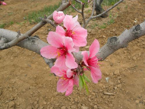 在那桃花盛开的地方(文苑征文“走进春天深处”)作文