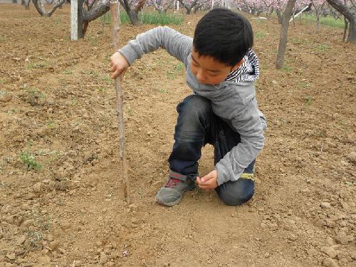 在那桃花盛开的地方(文苑征文“走进春天深处”)作文