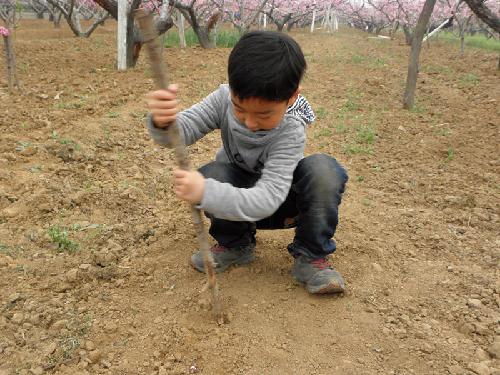 在那桃花盛开的地方(文苑征文“走进春天深处”)作文