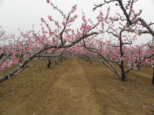 在那桃花盛开的地方(文苑征文“走进春天深处”)作文