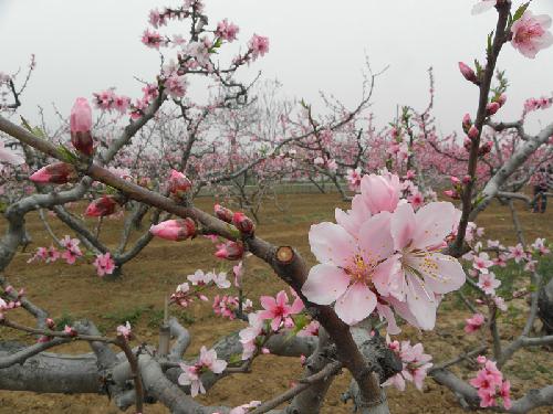 在那桃花盛开的地方(文苑征文“走进春天深处”)作文
