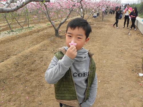 在那桃花盛开的地方(文苑征文“走进春天深处”)作文