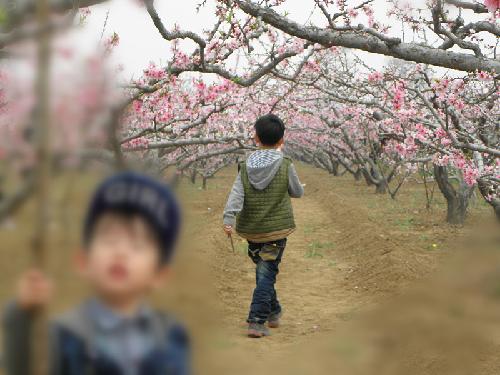 在那桃花盛开的地方(文苑征文“走进春天深处”)作文