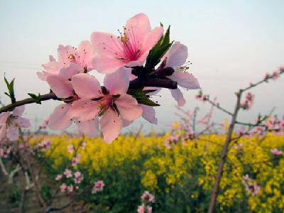 三月,我为雪花举行葬礼(散文诗)作文