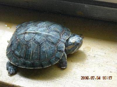 Сڹ