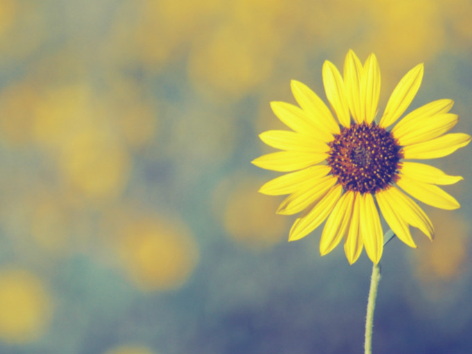 “陌上花开”暑期活动——走四方作文