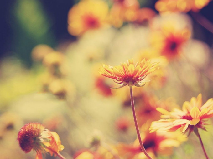 “陌上花开”暑期活动——走四方作文