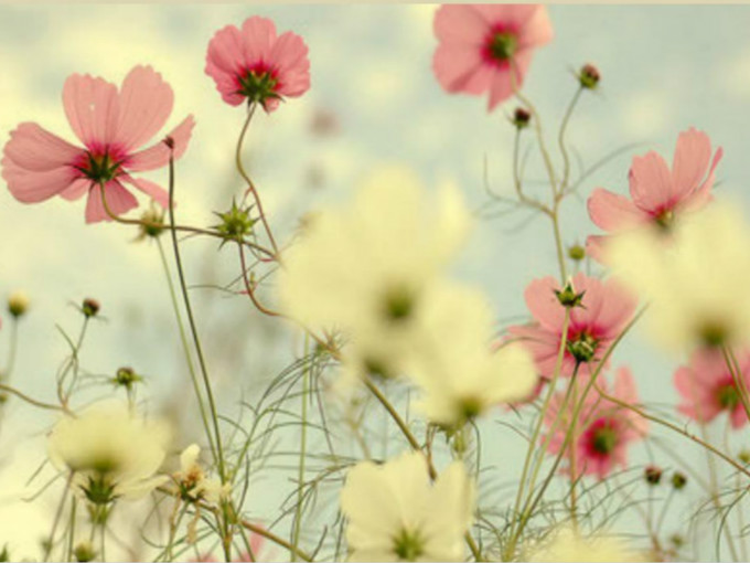 “陌上花开”暑期活动——走四方作文