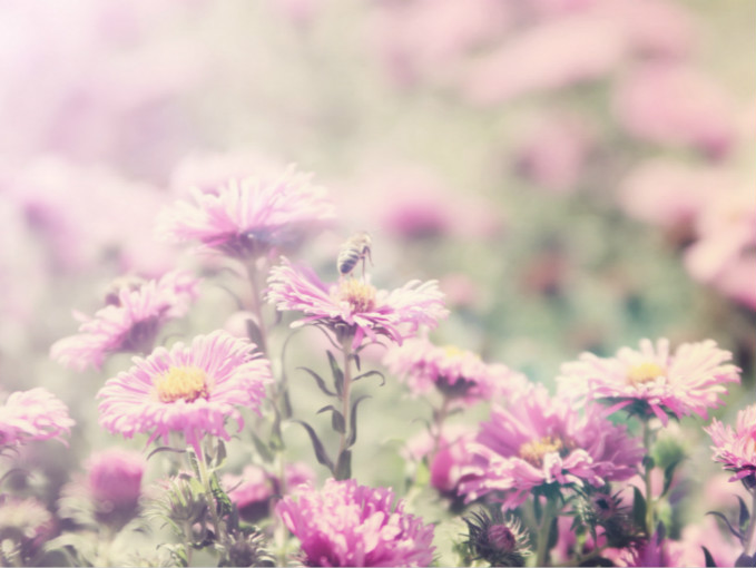 “陌上花开”暑期活动——走四方作文