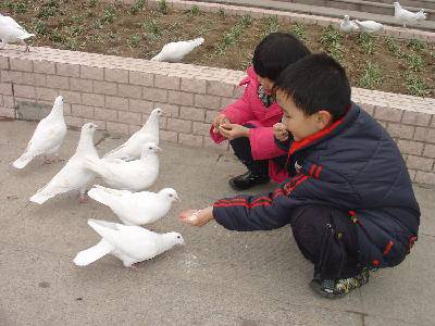 喂鸽子作文