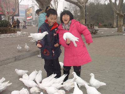 喂鸽子作文