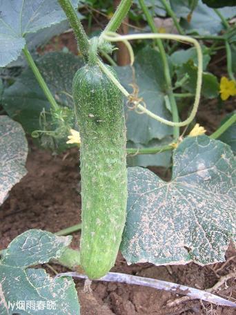 栾川养子沟:避暑休闲快乐游(一)作文